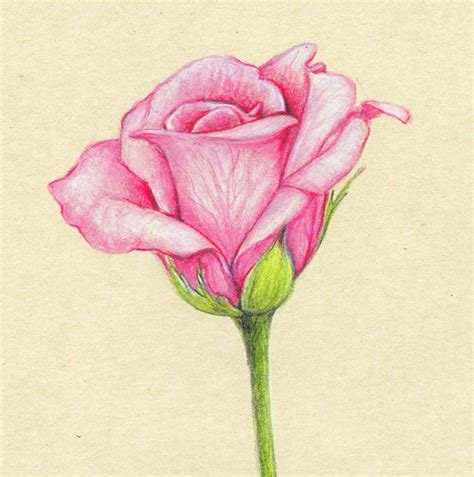 35 Beautiful Flower Drawings and Realistic Color Pencil Drawings | Flower drawing, Beautiful ...