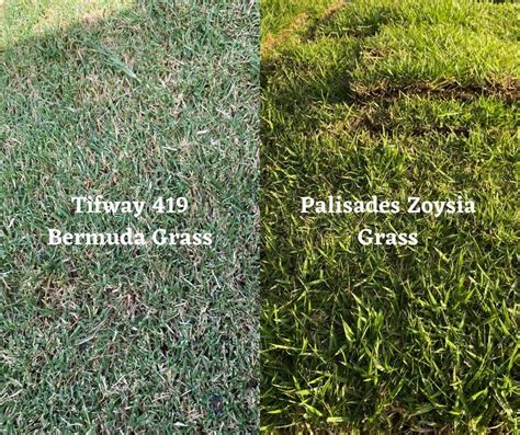 Should You Pick Bermuda Grass or Zoysia Grass Sod - Houston Grass