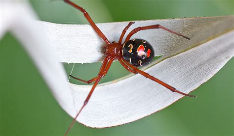 Top 10 Most Poisonous Spiders in The Whole World