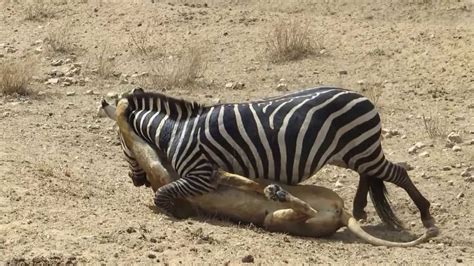 Amazing: Lion vs Zebra | Lion kills zebra almost | Lion hunting zebra | Zebra escapes lion ...