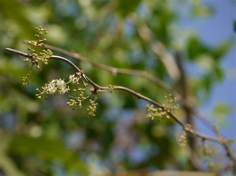 Shatavari (Kannada: ಶತಾವರಿ) | Asparagaceae (asparagus family… | Flickr