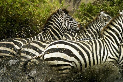 Zebras Running | Zebras, Animals wild, Moreno