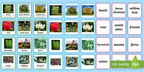 Sorting Plants KS1 Matching Cards Activity (teacher made)