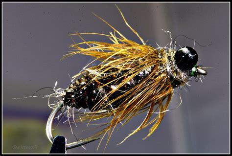 Stillwater Fly Pattern: Dragonfly Nymph – SwittersB & Exploring