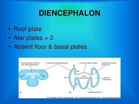 PPT - DEVELOPMENT OF PROSENCEPHALON PowerPoint Presentation, free download - ID:4934794