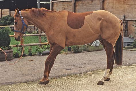 Treatment and Recovery of Founder in Horses - Horse Illustrated