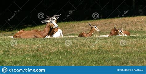 Dama Gazelle, Gazella Dama Mhorr or Mhorr Gazelle is a Species of ...