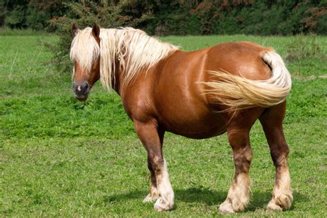 11 Stunning French Horse Breeds - Helpful Horse Hints