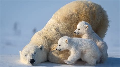 Polar Bear With Two Cub Polar Bears HD Animals Wallpapers | HD Wallpapers | ID #50526