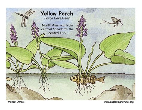 Perch (Yellow)