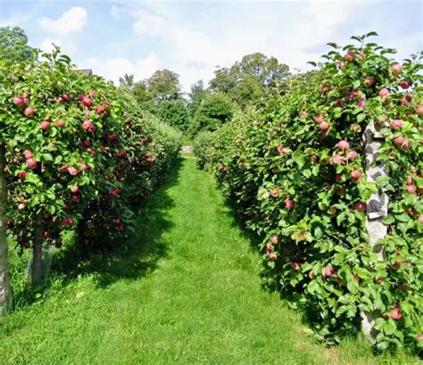 Early Harvest Apple Tree - Forestry.com