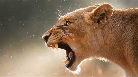 Lioness roaring - backiee