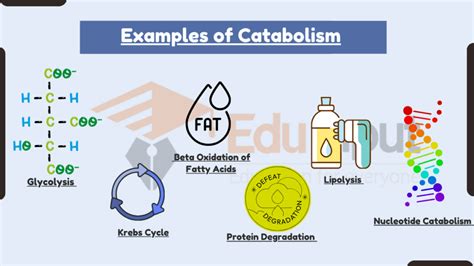 15 Examples of Catabolism