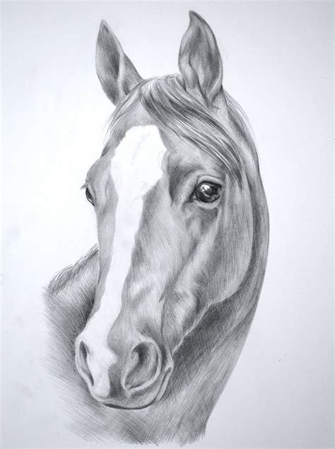 Horse Face Sketch at PaintingValley.com | Explore collection of Horse ...