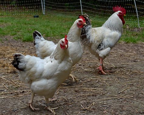 Delaware Chicken - The Livestock Conservancy