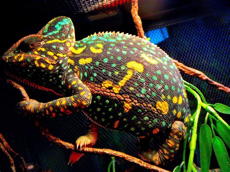 Female Veiled Chameleon Non-Receptive yet Beautiful Colors - Reptiles Photo (23880904) - Fanpop