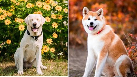 Yellow Lab Akita Mix – A Unique And Strong-Willed Combination