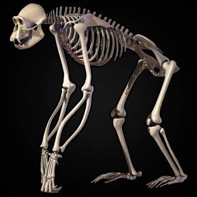 Chimpanzee skeletal system. You can see how the spine connects to the skull; in humans the skull ...