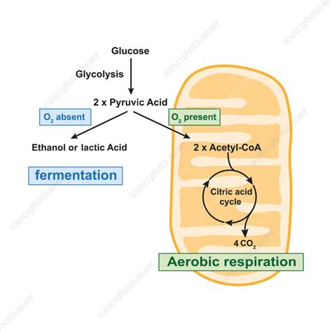 Ethanol Fermentation Diagram