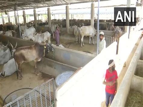 UP begins online registration of cow shelters, 582 gaushalas registered – ThePrint – ANIFeed