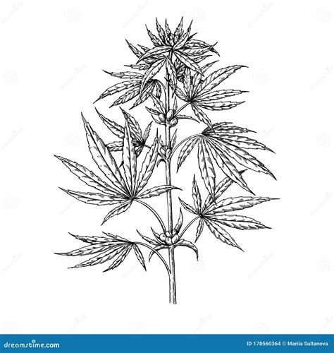 Marijuana Plant Vector Drawing. Cannabis Botanical Illustration. Hemp ...