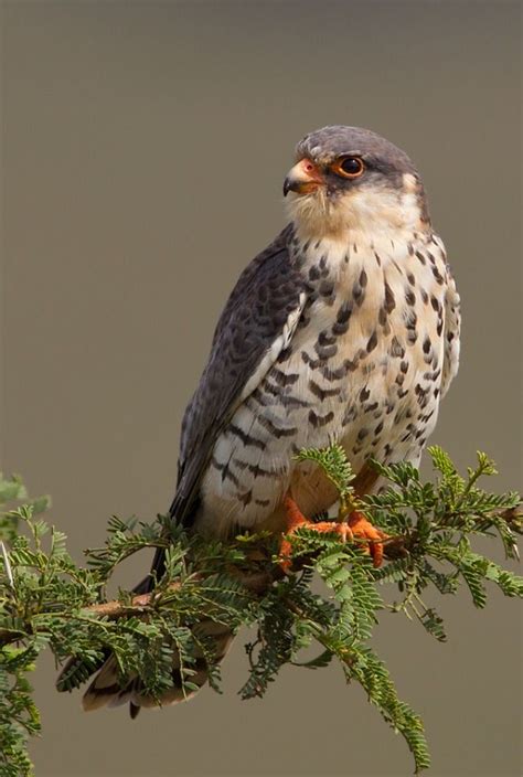 Amur falcon female | Aves de rapina, Espécies de aves, Aves belas