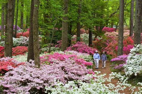 Overlook Azalea Garden in 2020 | Callaway gardens, Pine mountain ...