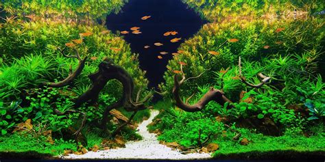 Aquascaping: The Art and Science of Aquariums