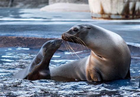 Say Hello To Arizona’s First Ever Baby Sea Lion!