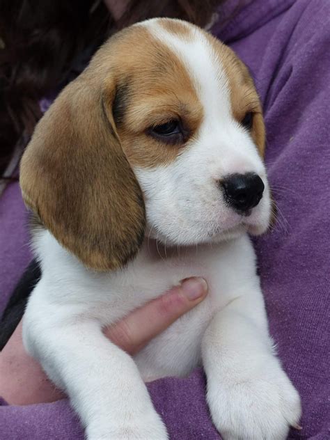 Beagle Puppies For Sale Raleigh Nc at Pauline Birdsell blog