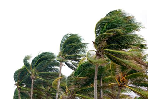 311,900+ Wind Blowing Trees Stock Photos, Pictures & Royalty-Free ...