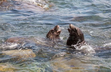 Swimming California Sea Lion Zalophus Californianus Stock Photo - Image of california, jolla ...