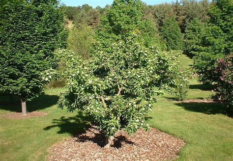 ACravan: Medlar Trees