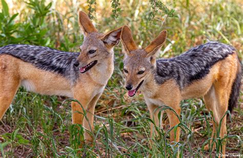 Jackal Pups | Tarangire National Park, Tanzania 2019 | Steve Shames ...