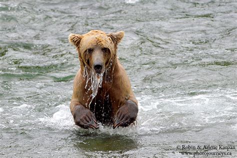 Photographing the Bears of Katmai, Alaska - Photo Journeys