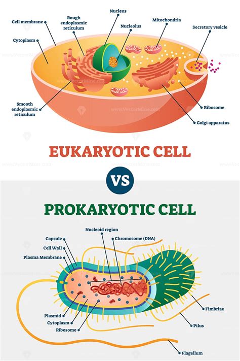 Prokaryotic Vs Eukaryotic Cells Differences Amp Examples - Riset