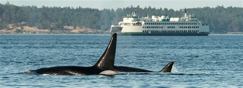 San Juan Island Washington Whale Watching