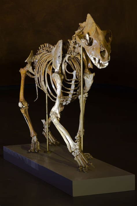 dinodorks: “ Cave hyena (Crocuta crocuta spelaea) skeleton. ” | Huesos de animales, Cráneos de ...