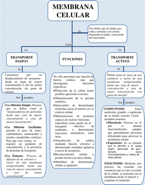 Mapas conceptuales de la Membrana Celular 【Descargar】