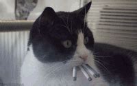 Smoking senpai GIF - Conseguir el mejor gif en GIFER