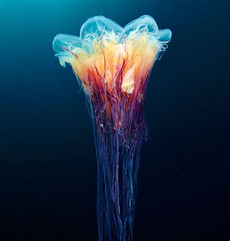 Mesmerizing Jellyfish Photography By Alexander Semenov | DeMilked