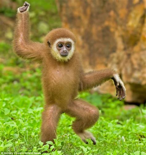 Meet Gollum The Adorable Dancing Gibbon