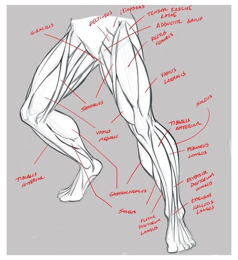 Male Leg Muscles