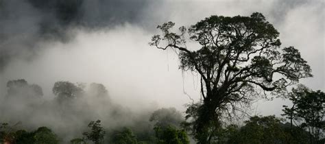 kayan mentarang national park,trekking the forest of kayan mentarang reserve, tour kayan ...