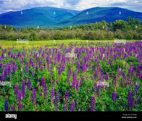 Wild lupine, Great Gulf Wilderness, New Hampshire White Mountains, Presidential Range White ...