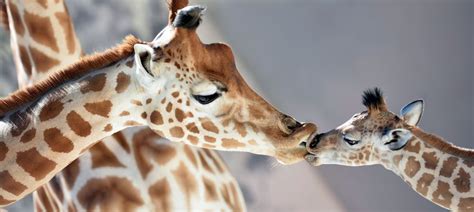 Giraffe population has dropped 40% in 30 years, finds IUCN-Red List report