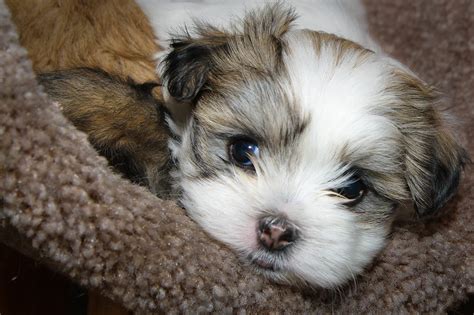 Maltese Shih Tzu - Complete Mix Breed Guide - Animal Corner