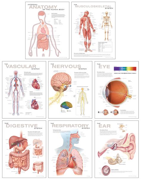 Human Anatomy Chart Set | Scientific Publishing