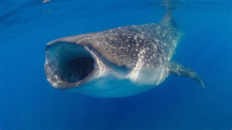 Nadar con tiburón ballena: ¿es seguro? Lo que debes saber