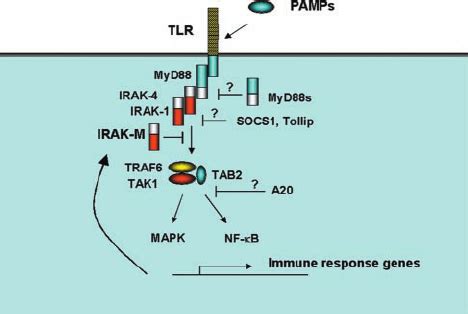 A proposed model of TLR signaling and its inhibitory molecules. TLR... | Download Scientific Diagram